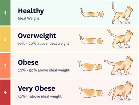 Weight Chart For Cats