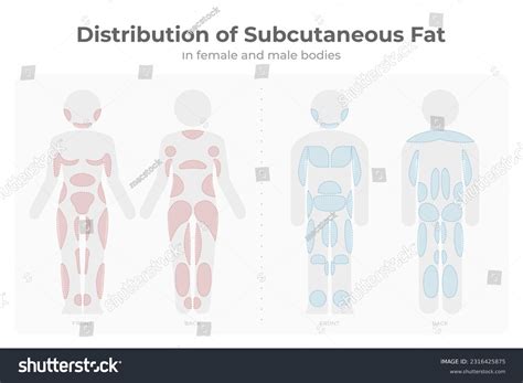 Weight Status and Body Fat Distribution