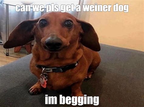 Weiner Dog Face Meme