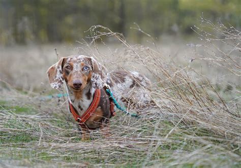 Weiner Dog Hunting