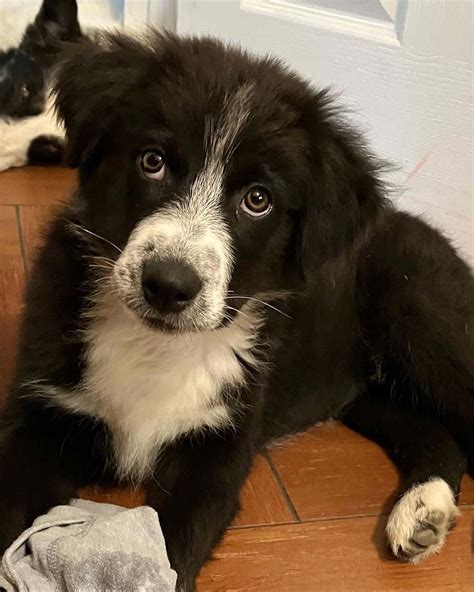 Welsh Collie Dog Breeds Facts, Advice & Pictures Mypetzilla UK