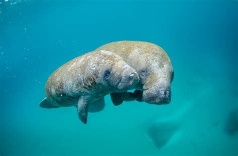 West Indian Manatees Cl… 