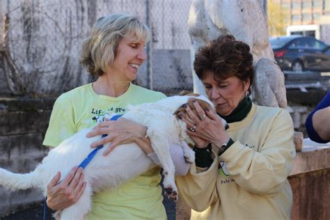 Discover the Compassionate Care at West Orange Animal Welfare League - Improving the Lives of Pets in New Jersey