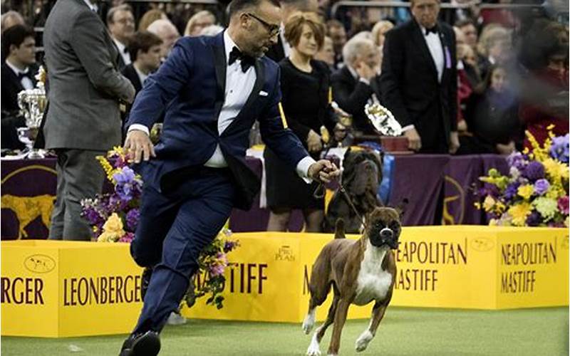 Westminster Dog Show Past Winners