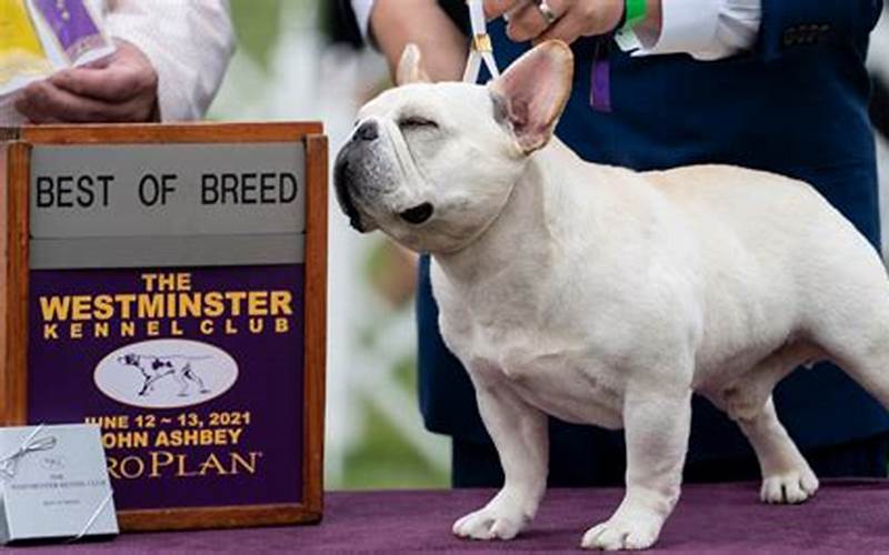 Westminster Dog Show Prizes