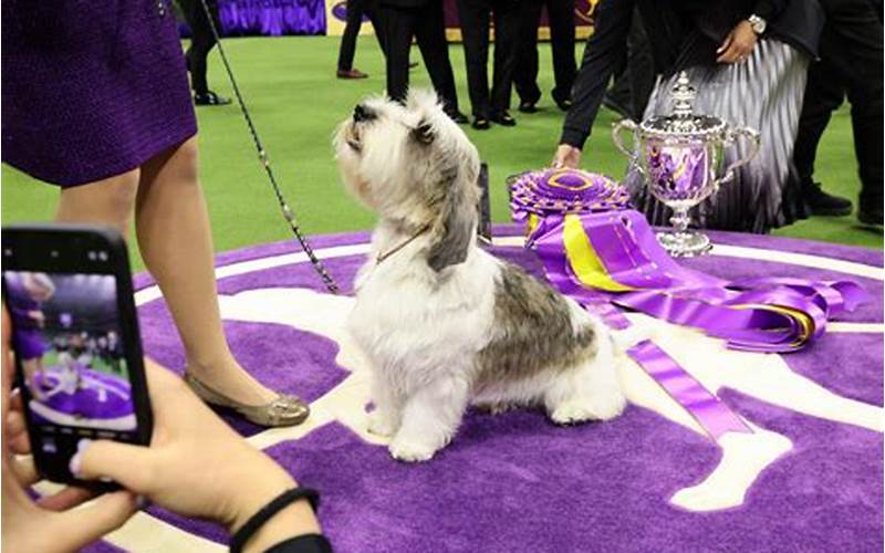 Westminster Dog Show Rules