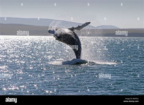 Whale Breaching Iceland