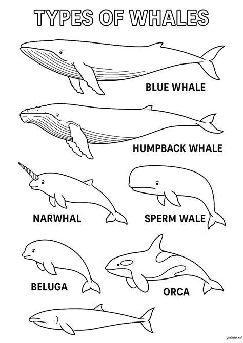 Whale Color Pages