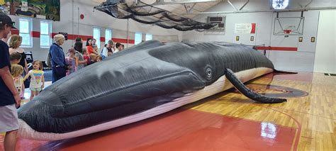 Whale Education Conservation