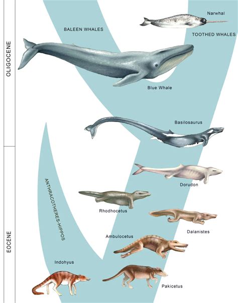 Whale Evolution Chart