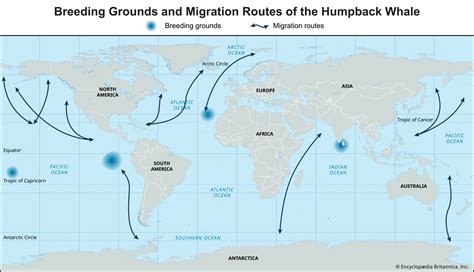 Whale Migration Durban