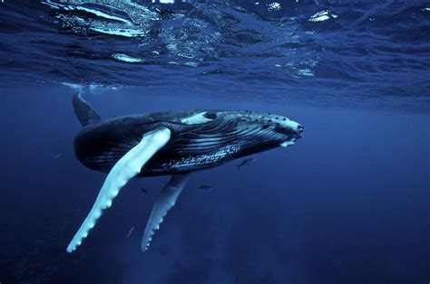 Whale Photography Package