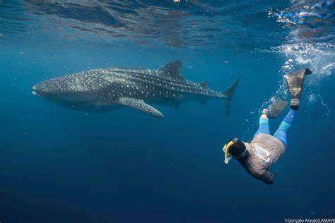 Whale Shark Conservation