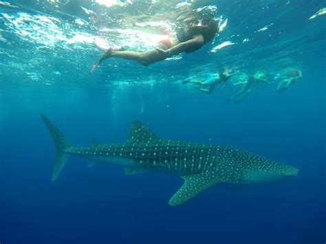 Whale Shark Tour Booking