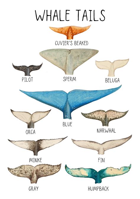 Whale Tail Identification Chart