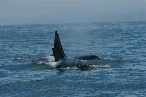 Whale Watching Booking Process