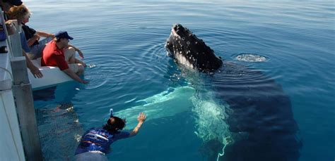 Whale Watching Briefing