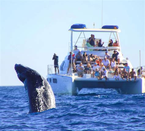 Cabo Zodiac Whale Adventure Review: Free Photos Included