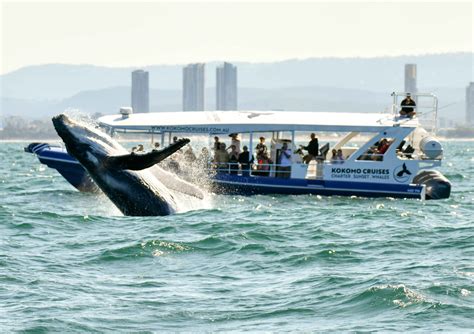 Whale Watching Cruise Features
