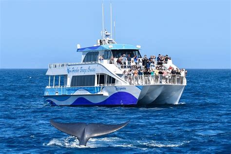 Whale Watching Guided Tour