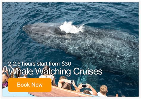 Whale Watching Prices