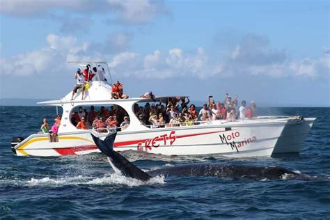 Whale Watching Samana