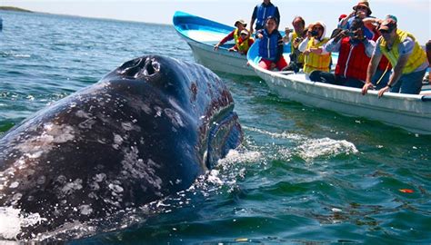Whale Watching Trincomalee