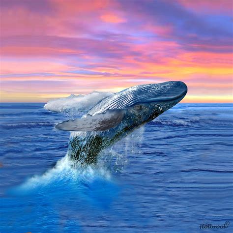 Whale breaching sunset