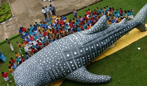 Whale shark conservation