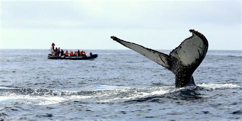 Whale watching Azores