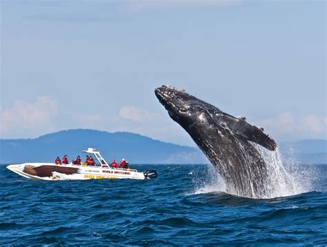 Whale watching tips
