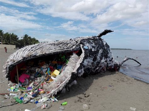 Whales Affected by Pollution