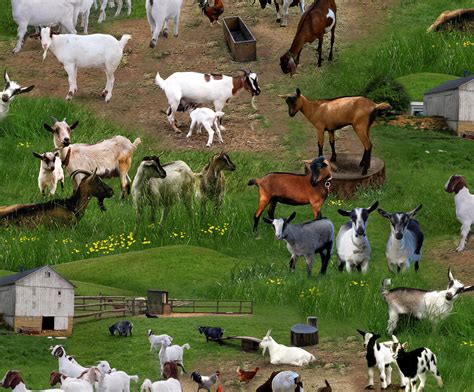 What Animals Are On A Farm