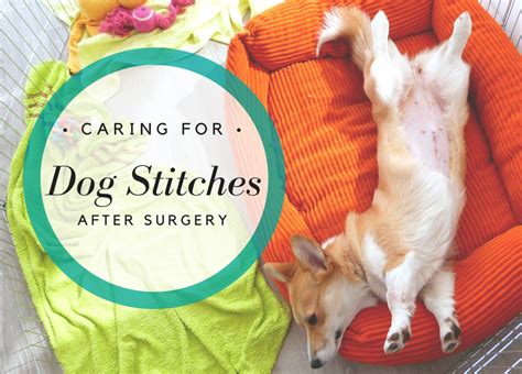 What Are Stitches for Dogs?