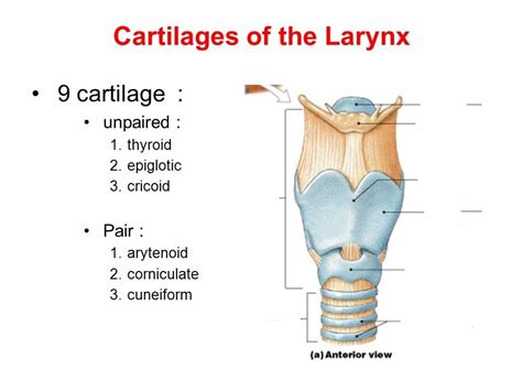 What Are The 9 Cartilages Of The Larynx?