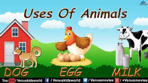 What Are The Uses Of Farm Animals