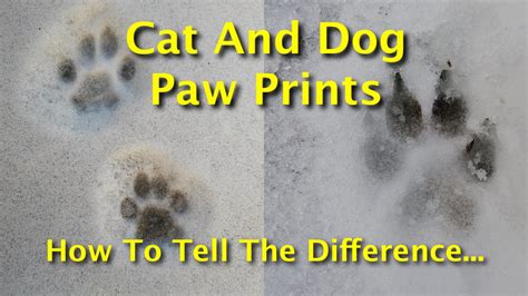What Are the Benefits of Knowing How to Tell a Dog's Footprint from a Cat's?