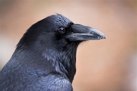 What Color Are Ravens?