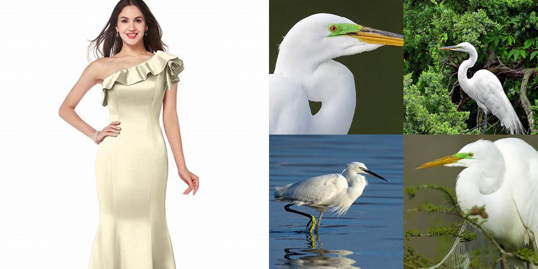 What Color Is Egret In Clothes
