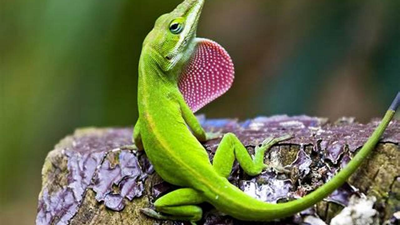 What Do Anolis Lizards Eat