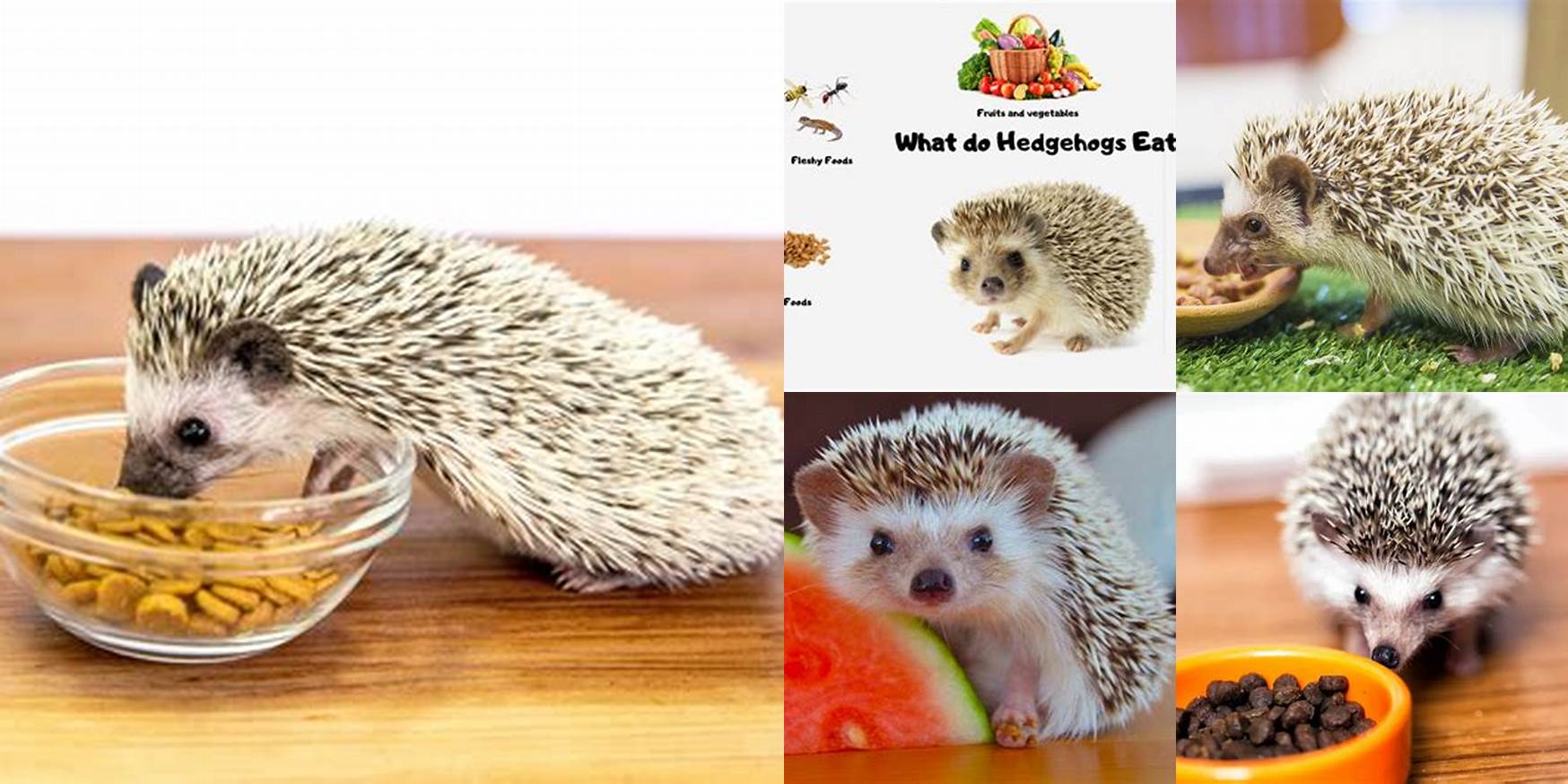What Do Hedgehogs Eat Food