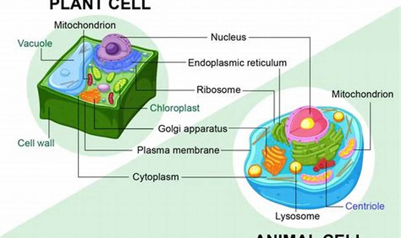 What Do Plant Cells Have That Animal Cells Don T