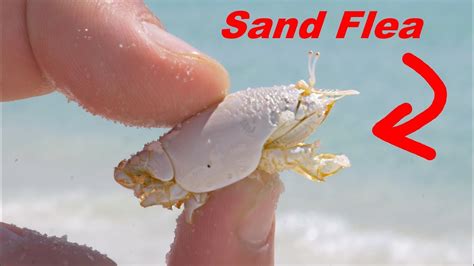 What Do Sand Fleas Eat?