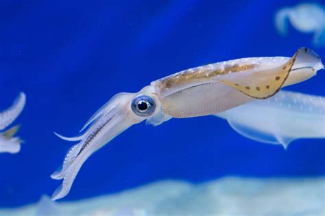 What Do Squid Eat?