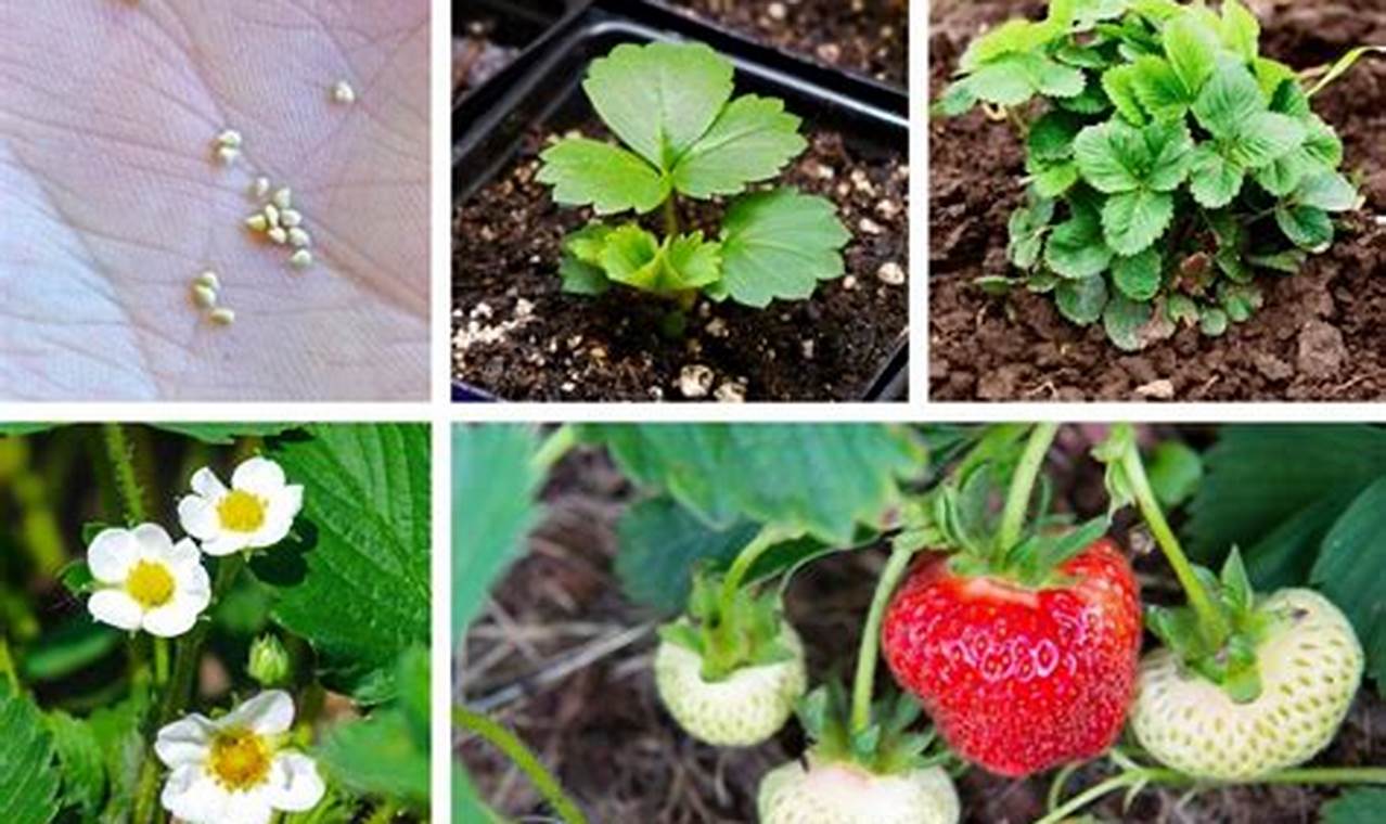 What Do Strawberry Plants Look Like