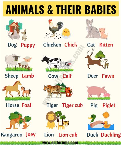 What Do You Call Farm Animals