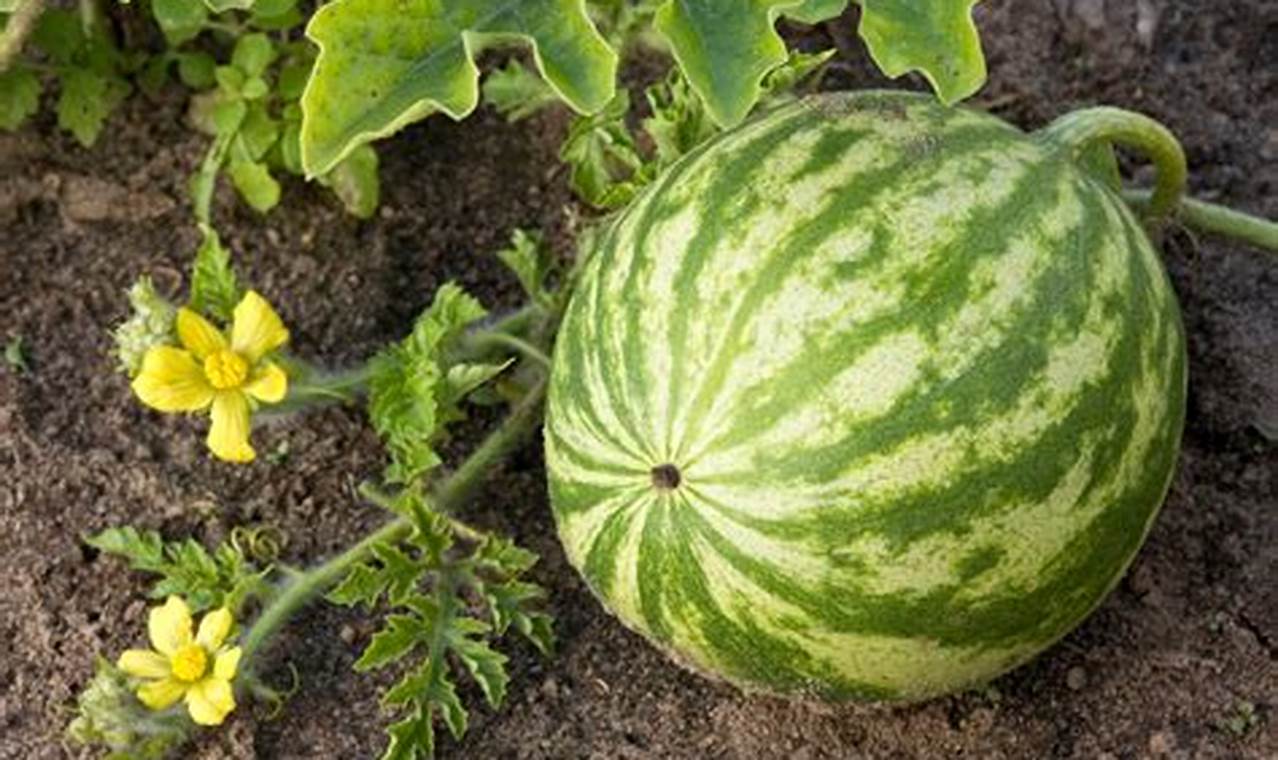 What Does A Watermelon Plant Look Like