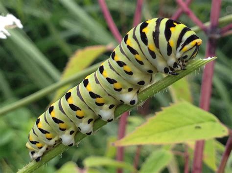 What Does the Yellow Swallowtail Caterpillar Eat?