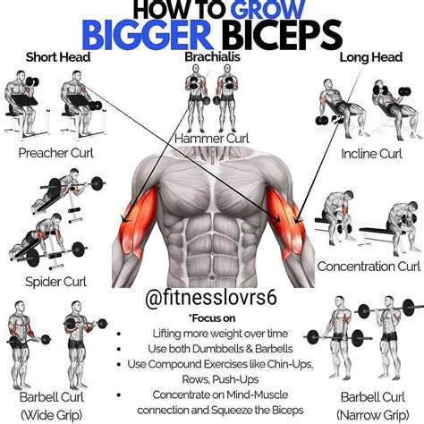 What Exercises Are Best For Bicep Growth?