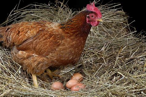 What Farm Animal Lays Eggs